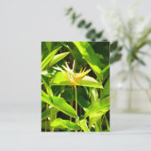 パラダイスの鳥 ポストカード (スタンド正面)