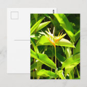 パラダイスの鳥 ポストカード (正面/裏面)