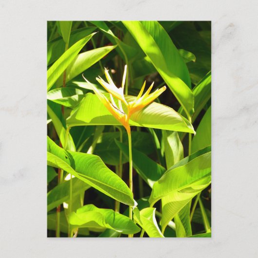 パラダイスの鳥 ポストカード (正面)