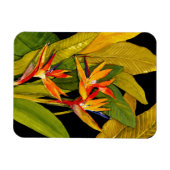 パラダイスの鳥 マグネット (横)