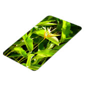 パラダイスの鳥 マグネット (左側)