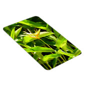 パラダイスの鳥 マグネット (右側)