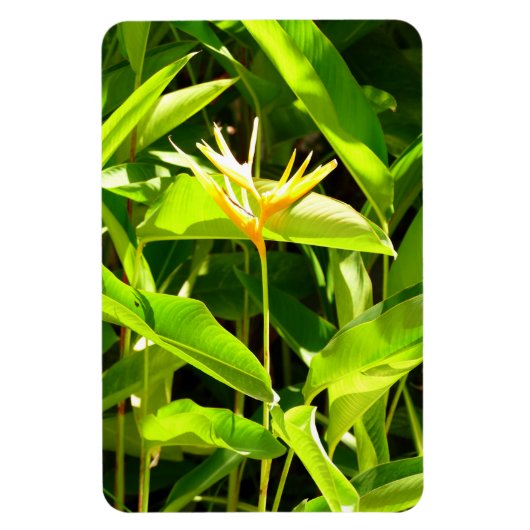 パラダイスの鳥 マグネット (縦)