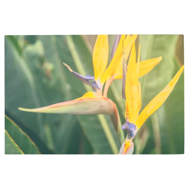 パラダイスの鳥 メタルプリント (正面)