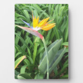 パラダイスの鳥(Strelitzia) フォトプラーク (正面)