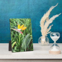 パラダイスの鳥(Strelitzia)