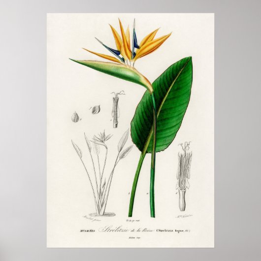 パラダイスの鳥(Strelitzia Reginae) ポスター (正面)