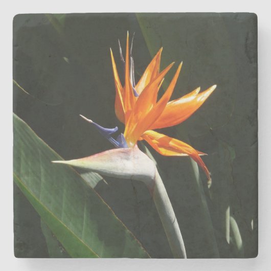パラダイスオレンジトロピカルフラワーの鳥 ストーンコースター (正面)