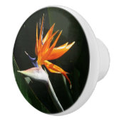 パラダイスオレンジトロピカルフラワーの鳥 セラミックノブ (右)
