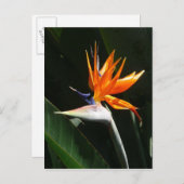 パラダイスオレンジトロピカルフラワーの鳥 ポストカード (正面/裏面)