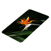 パラダイスオレンジトロピカルフラワーの鳥 マグネット (左側)