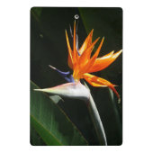 パラダイスオレンジトロピカルフラワーの鳥 ミニクリップボード (裏面)