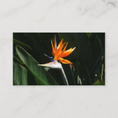 パラダイスオレンジトロピカルフラワーの鳥 名刺 (裏面)