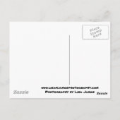 パラダイスシルエットのヤシ ポストカード (裏面)