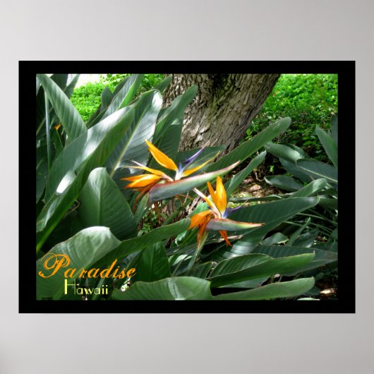 パラダイスハワイ ポスター (正面)