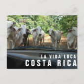 パラダイスバケーションフォトポストカードからのポストカード ポストカード (正面)