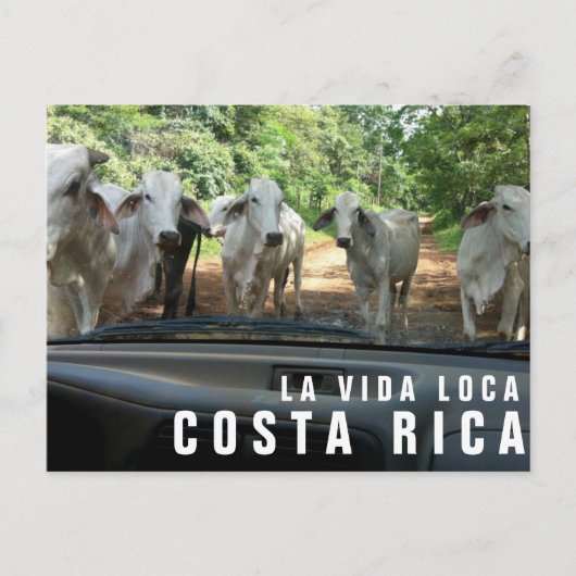 パラダイスバケーションフォトポストカードからのポストカード ポストカード (正面)