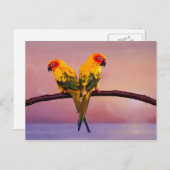 パラダイスパロツ ポストカード (正面/裏面)