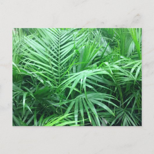 パラダイスパームズ ポストカード (正面)