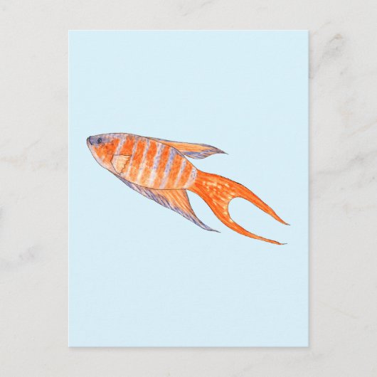パラダイスフィッシュ、水彩画。 ポストカード (正面)