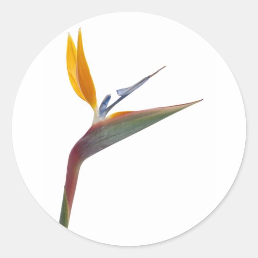 パラダイスフラワーの鳥(Strelitzia reginae) ラウンドシール (正面)