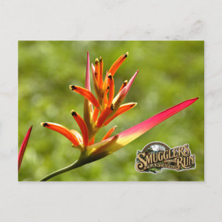 パラダイスフラワー ポストカード