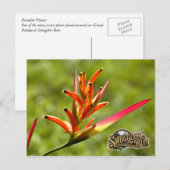 パラダイスフラワー ポストカード (正面/裏面)