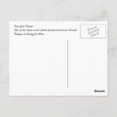 パラダイスフラワー ポストカード (裏面)