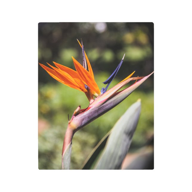 パラダイスメタルアートの鳥 メタルプリント (正面)