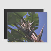 パラダイス磁気カード冷凍機の白鳥 (正面/裏面)