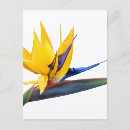 パラダイス結婚の願い井戸のカード エンクロージャーカード (裏面)