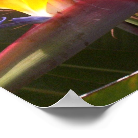 パラダイス1 ポスター (角)