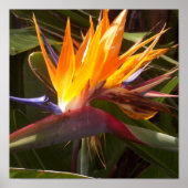 パラダイス1 ポスター (正面)