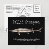 パリッドチョウザメ – 黒はがき ポストカード (正面/裏面)