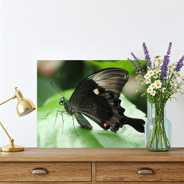 パリピーコックアゲハチョウバタフライオンリーフ フォトプリント           