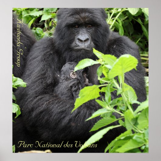 パルクナショナルデ火山、クウィトンダG... ポスター (正面)