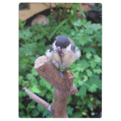 パルスのティディ専攻のー クリップボード (裏面)