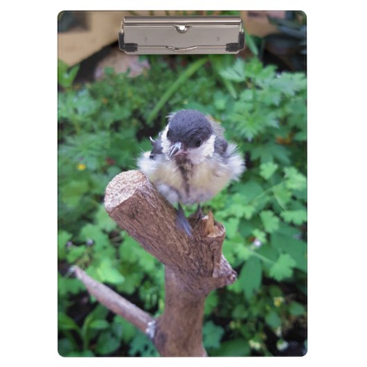 パルスのティディ専攻のー クリップボード (正面)