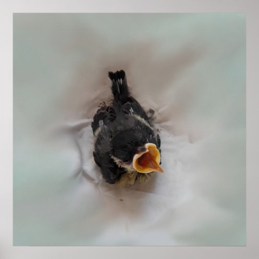 パルスのティディ専攻のー ポスター (正面)