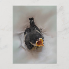 パルスのティディ専攻のー ポストカード