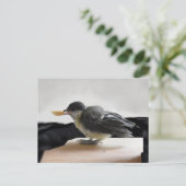 パルスのティディ専攻のー ポストカード (スタンド正面)