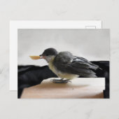 パルスのティディ専攻のー ポストカード (正面/裏面)