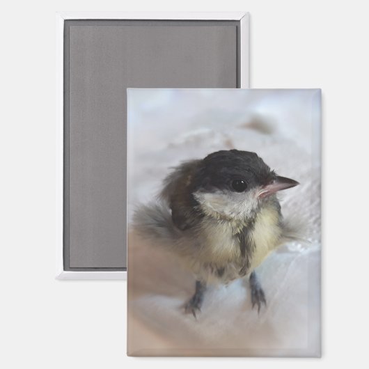 パルスのティディ専攻のー マグネット (正面/裏面)