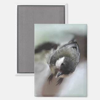 パルスのティディ専攻のー マグネット