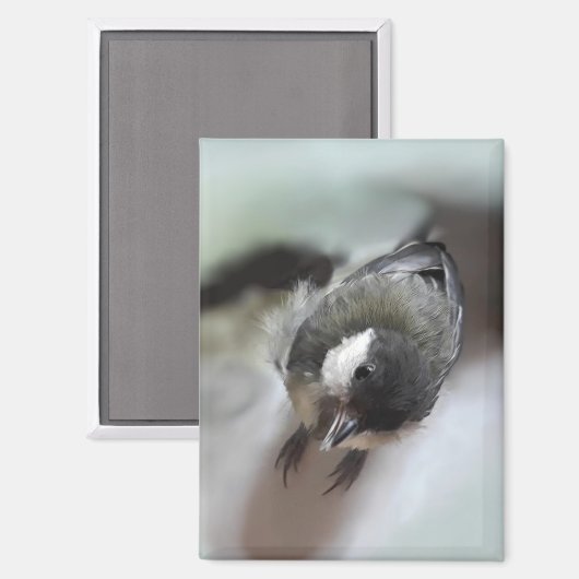 パルスのティディ専攻のー マグネット (正面/裏面)