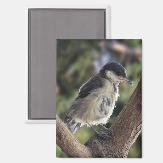 パルスのティディ専攻のー マグネット