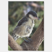 パルスのティディ専攻のー マグネット (正面)