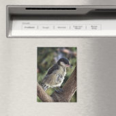 パルスのティディ専攻のー マグネット (インサイチュ (食洗機))