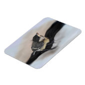 パルスのティディ専攻のー マグネット (左側)