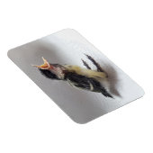 パルスのティディ専攻のー マグネット (右側)